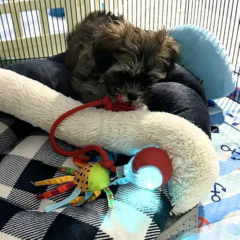 ⏳🔥¡OFERTA LIMITADA 50% DE DESCUENTO! ⏰ Pelota Inteligente Automática para Mascotas