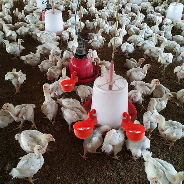⏳🔥¡50 % DE DESCUENTO POR TIEMPO LIMITADO! ⏰ 🐔 Bebedero Automático para Aves – Fácil de Instalar y Mantén Siempre Agua Limpia 💧✨