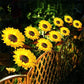 Luz Solar LED de Jardín en Estaca con Diseño de Girasol