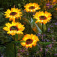 Luz Solar LED de Jardín en Estaca con Diseño de Girasol