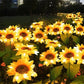 ⏳Time-Limited Special⏰Solar Sunflower Outdoor Decor – Realistic, IP65 & weatherproof – Automatic on/off – perfect for garden, patio or balcony ☀️🌿✨🏡