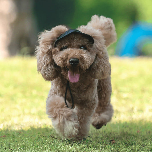 ☀️ Sombrero de Sol para Perros con Ala Ancha — Protección UV, Transpirable y Ajustable para Paseos de Verano