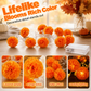 🎃🌼 Guirnalda Luminosa de Caléndula – Brillo Naranja Festivo para un Halloween Acogedor y Espeluznante ✨🕸️