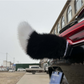 Cola de Peluche Eléctrica con Control Remoto para Coche
