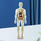 3D Cuerpo Humano Torso Modelo para Niños Anatomía Modelo Esqueleto